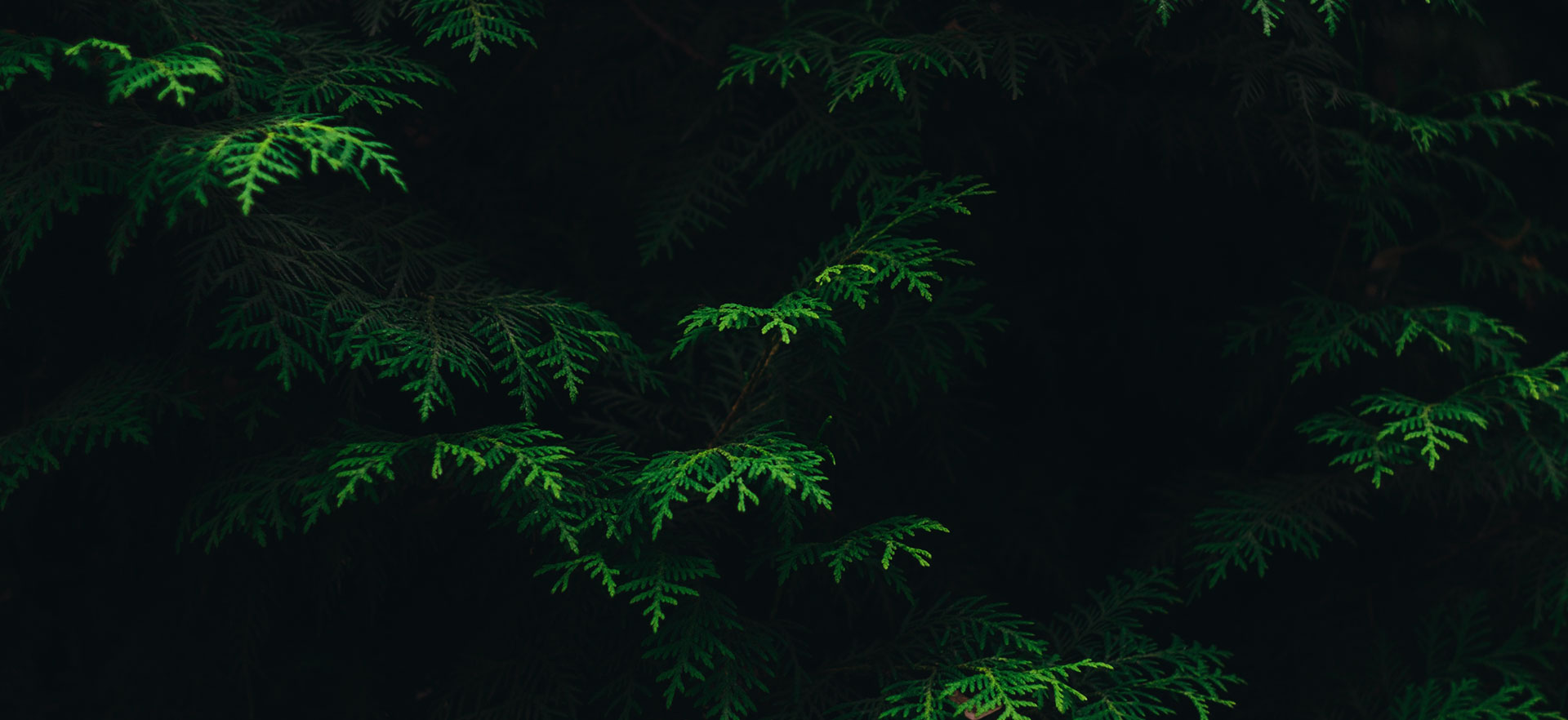 云客秀網(wǎng)絡(luò)